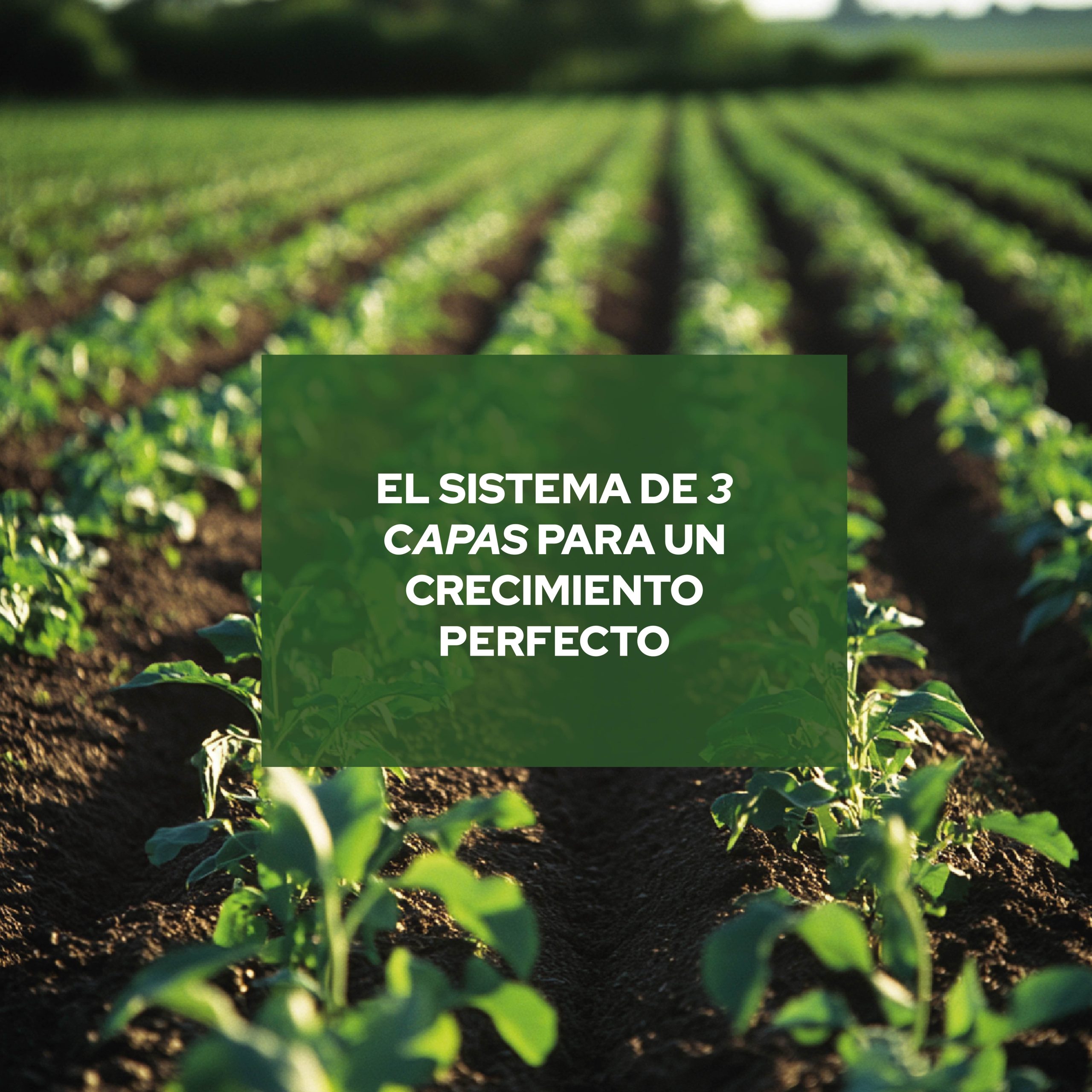 Pack de sustrato Arlita, Perlita y Vermiculita 3L para cultivo · foto 7